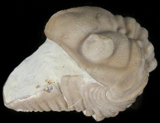 Bargain, Lochovella (Reedops) Trilobite - Oklahoma #42849